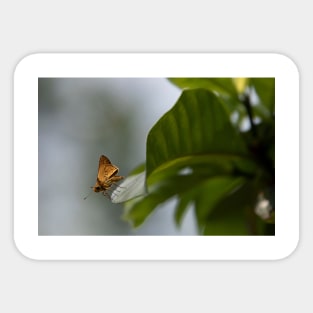 Butterfly on leaf Sticker